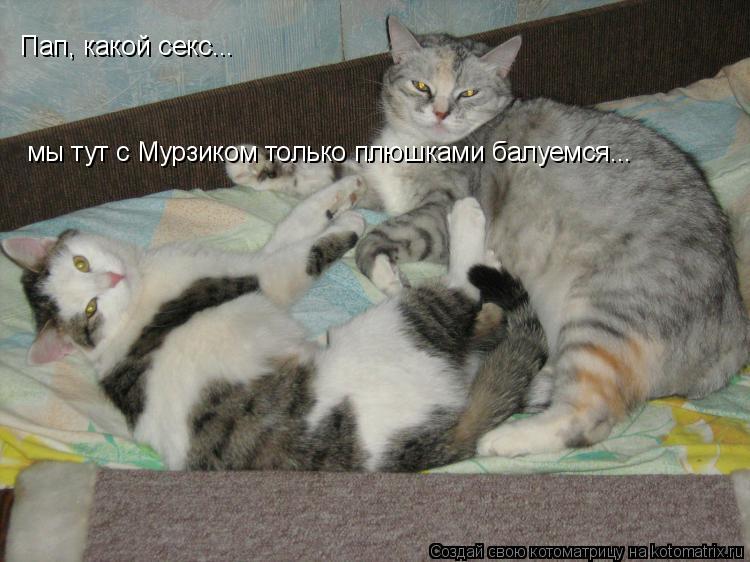 Котоматрица: Пап, какой секс... мы тут с Мурзиком только плюшками балуемся...