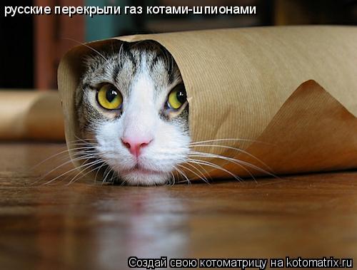 русские перекрыли газ котами-шпионами... Котоматрица: русские перекрыли газ котами-шпионами