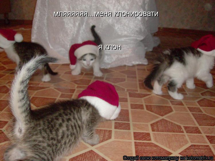 Котоматрица: мляяяяяя...меня клонировати я клон