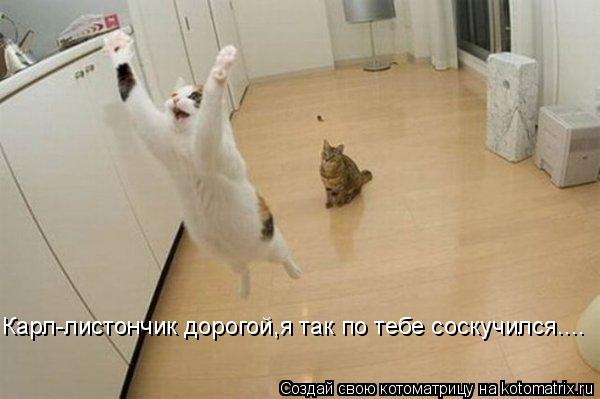 Карл-листончик дорогой,я так по тебе соскучился....... Котоматрица: Карл-листончик дорогой,я так по тебе соскучился....