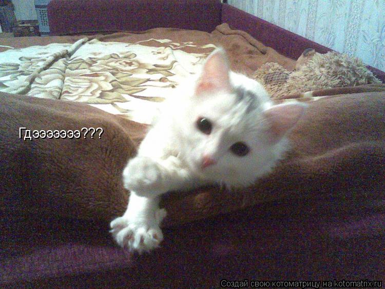 Котоматрица: Гдэээээээ???