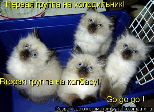 Котоматрица: Первая группа на холодильник! Вторая группа на колбасу! Go go go!!!