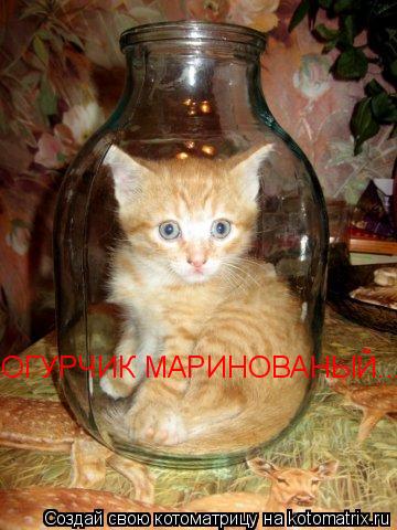 Котоматрица: ОГУРЧИК МАРИНОВАНЫЙ...