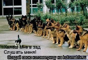 Котоматрица: Калаш мне в зад Слушать меня!