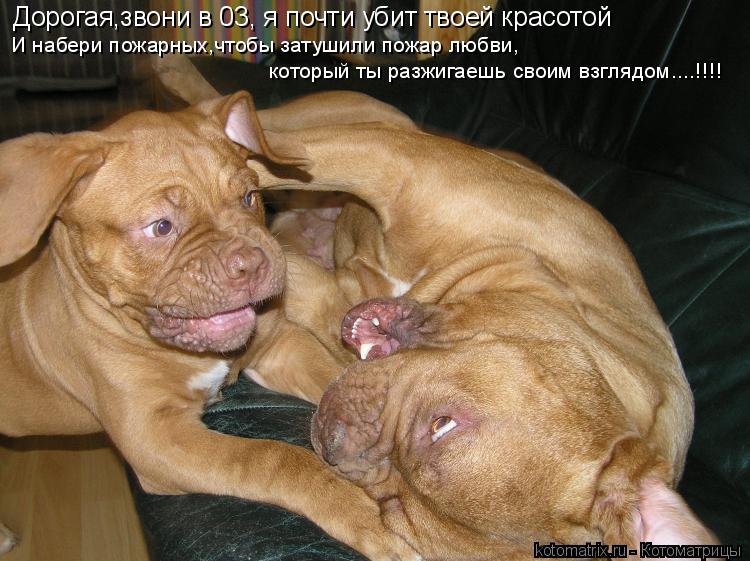 Котоматрица: Дорогая,звони в 03, я почти убит твоей красотой И набери пожарных,чтобы затушили пожар любви, который ты разжигаешь своим взглядом....!!!!