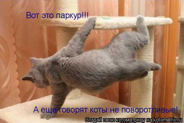 Вот это паркур!!! А еще говорят коты не поворотливые!... Котоматрица: Вот это паркур!!! А еще говорят коты не поворотливые!