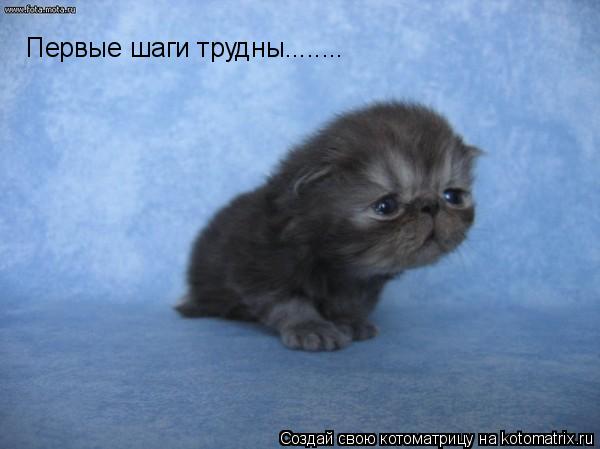 Котоматрица: Первые шаги трудны........
