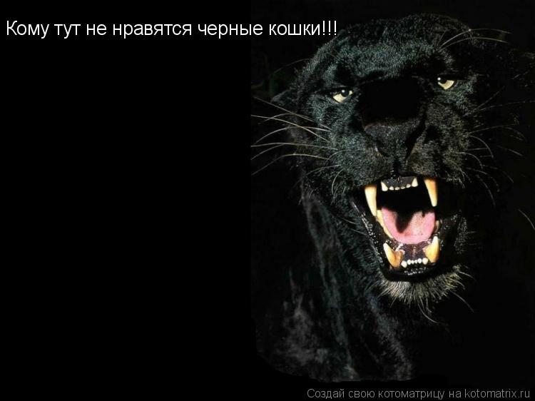 Котоматрица: Кому тут не нравятся черные кошки!!!