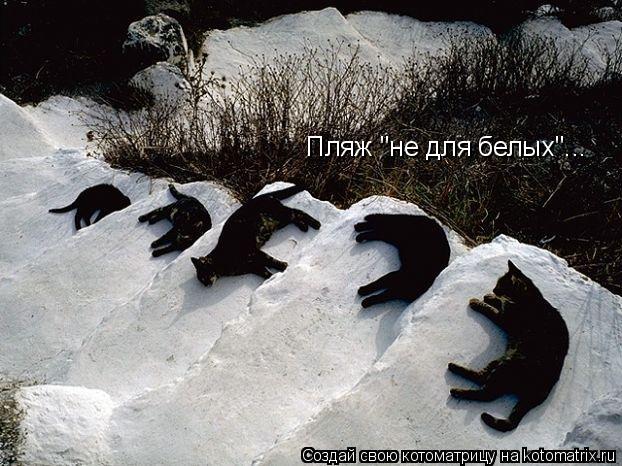 Котоматрица: Пляж "не для белых"...