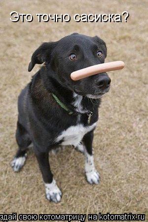 Это точно сасиска?... Котоматрица: Это точно сасиска?
