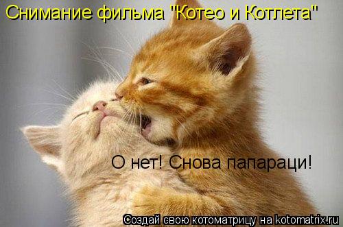 Котоматрица: Снимание фильма "Котео и Котлета" О нет! Снова папараци!