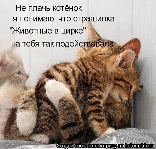 Котоматрица: Не плачь котёнок я понимаю, что страшилка  "Животные в цирке" на тебя так подействовала