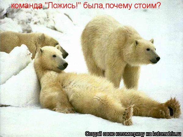 команда "Ложись!" была,почему стоим?... Котоматрица: команда "Ложись!" была,почему стоим?