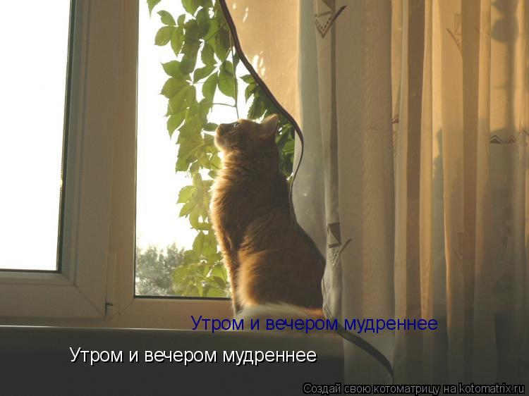 Утром и вечером мудреннее Утром и вечером мудреннее... Котоматрица: Утром и вечером мудреннее Утром и вечером мудреннее