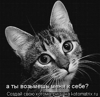 а ты возьмешь меня к себе?... Котоматрица: а ты возьмешь меня к себе?