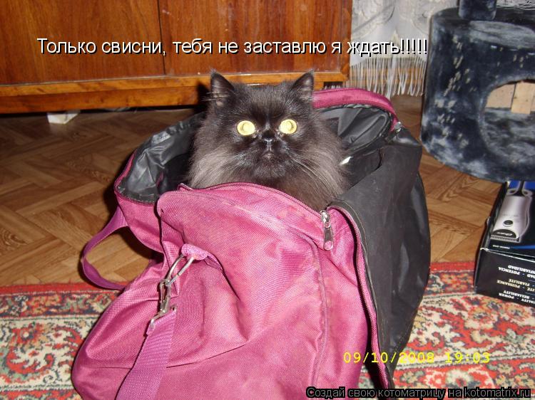 Только свисни, тебя не заставлю я ждать!!!!!... Котоматрица: Только свисни, тебя не заставлю я ждать!!!!!