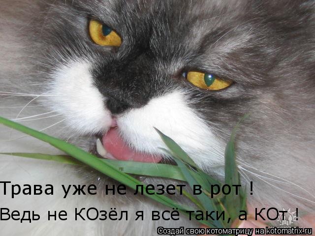 Котоматрица: Трава уже не лезет в рот ! Ведь не КОзёл я всё таки, а КОт !