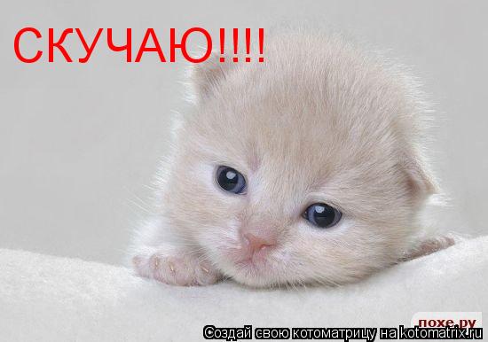 СКУЧАЮ!!!!... Котоматрица: СКУЧАЮ!!!!