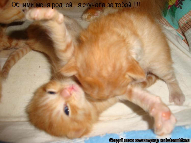 Котоматрица: Обними меня родной , я скучала за тобой !!!!