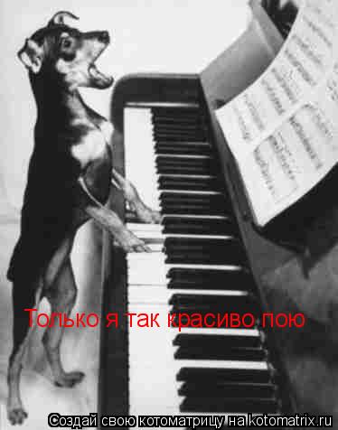 Котоматрица: Только я так красиво пою Только я так красиво пою
