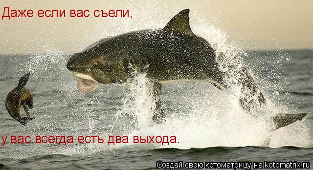 Котоматрица: Даже если вас съели, у вас всегда есть два выхода.