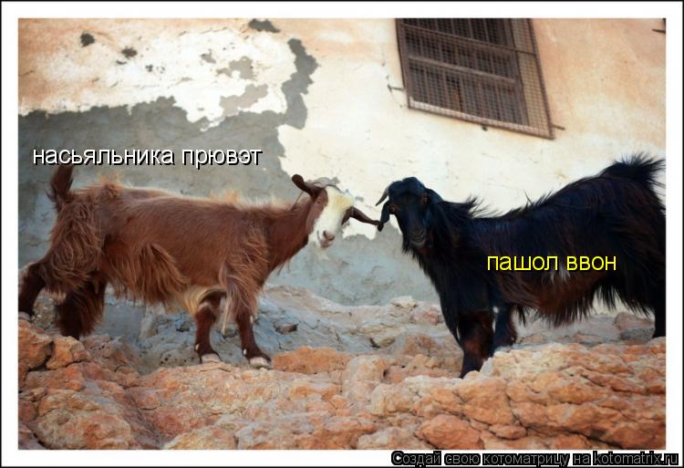 Котоматрица: насьяльника прювэт пашол ввон