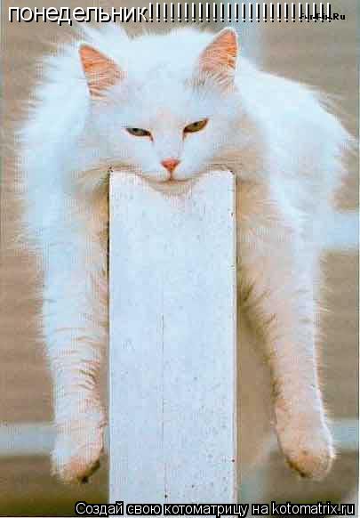 Котоматрица: понедельник!!!!!!!!!!!!!!!!!!!!!!!!!!