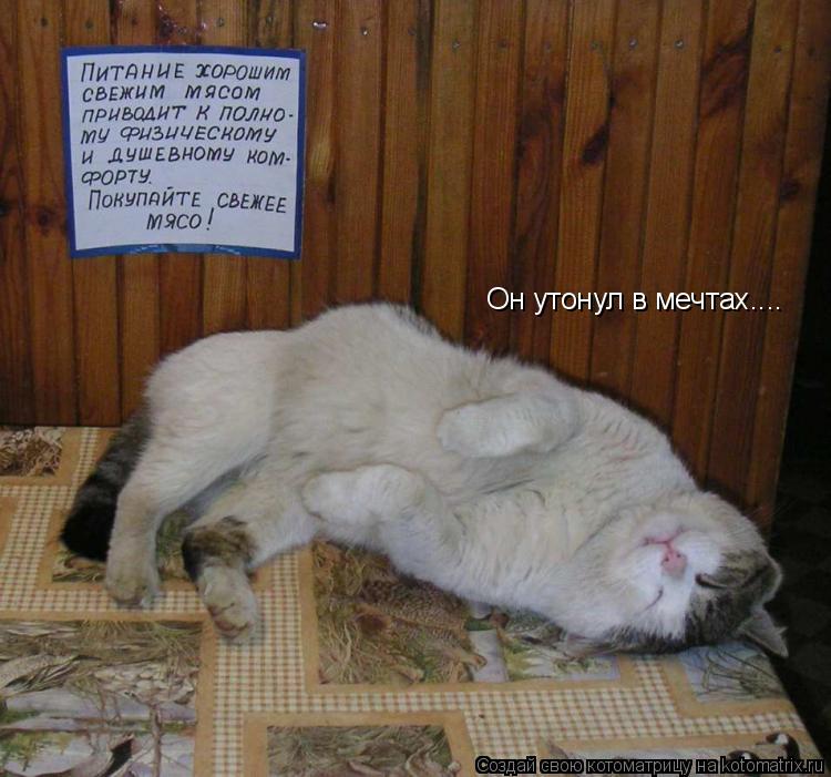 Котоматрица: Он утонул в мечтах....