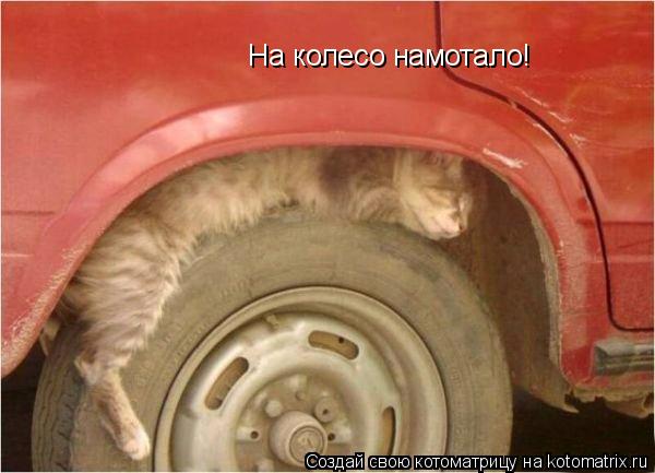 Котоматрица: На колесо намотало!