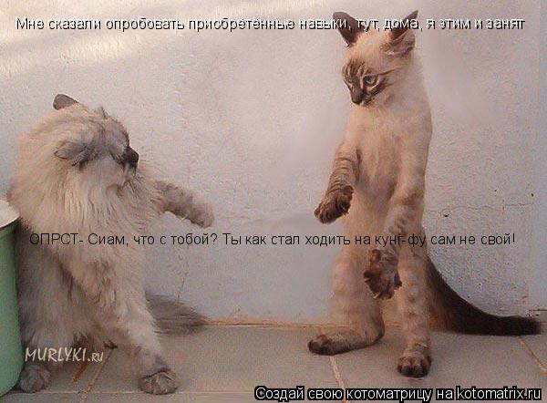 Котоматрица: ОПРСТ- Сиам, что с тобой? Ты как стал ходить на кунг-фу сам не свой! Мне сказали опробовать приобрётённые навыки, тут, дома, я этим и занят