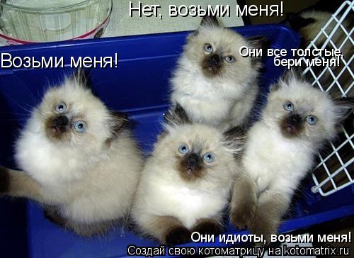 Возьми меня! Нет, возьми меня! Они идиоты, возьми меня! Они все толстые, бери меня!... Котоматрица: Возьми меня! Нет, возьми меня! Они идиоты, возьми меня! Они все толстые, бери меня!