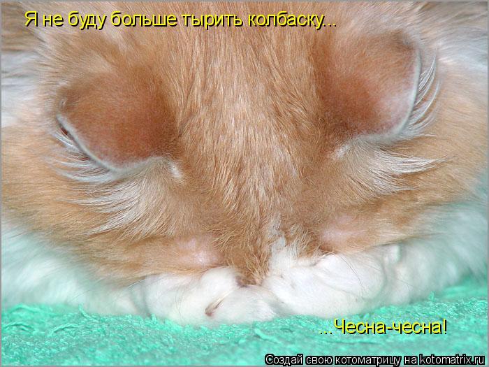 Я не буду больше тырить колбаску... ...Чесна-чесна!... Котоматрица: Я не буду больше тырить колбаску... ...Чесна-чесна!