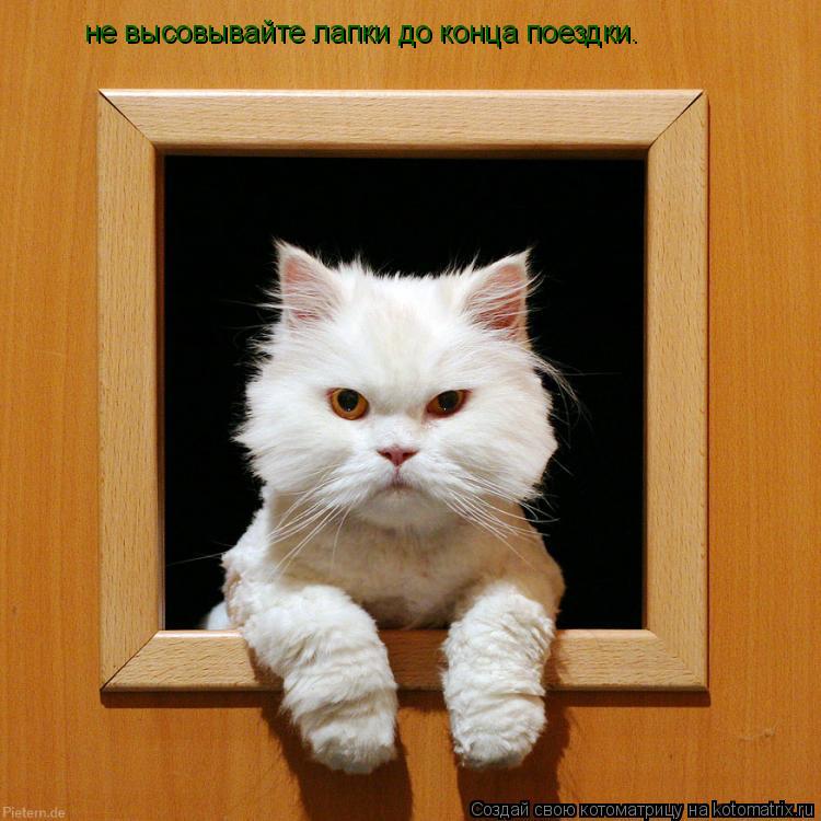 Котоматрица: не высовывайте лапки до конца поездки.