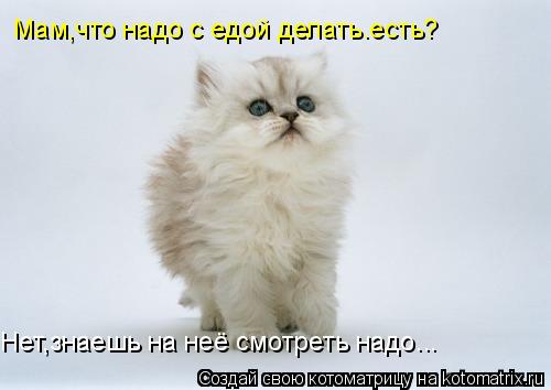 Котоматрица: Мам,что надо с едой делать.есть? Нет,знаешь на неё смотреть надо...
