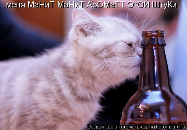 Котоматрица: меня МаНиТ МаНиТ АрОМаТТ ЭтОЙ ШтуКи