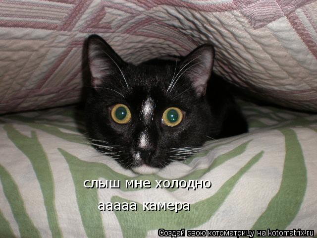 слыш мне холодно ааааа камера... Котоматрица: слыш мне холодно ааааа камера