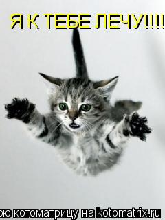 Котоматрица: Я К ТЕБЕ  Я К ТЕБЕ ЛЕЧУ!!!!!!!!!!!!!!!