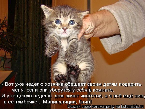- Вот уже неделю хозяйка обещает своим детям подарить меня, если они уберутся у себя в комнате. И уж... Котоматрица: - Вот уже неделю хозяйка обещает своим детям подарить меня, если они уберутся у себя в комнате. И уже целую неделю дом сияет чистотой, а я вс