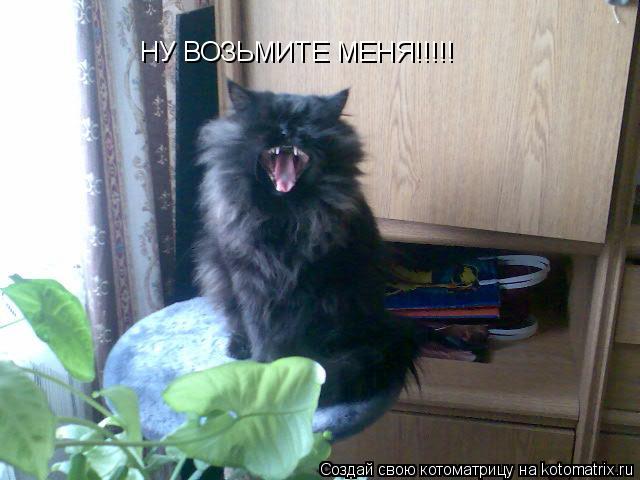 НУ ВОЗЬМИТЕ МЕНЯ!!!!!... Котоматрица: НУ ВОЗЬМИТЕ МЕНЯ!!!!!
