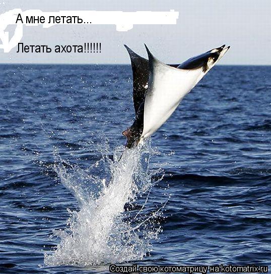 Котоматрица: А мне летать... Летать ахота!!!!!!