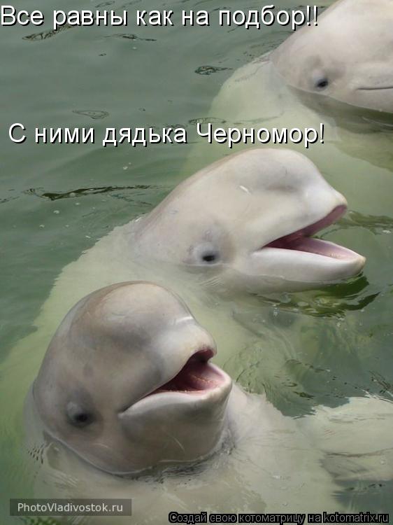 Котоматрица: Все равны как на подбор!! С ними дядька Черномор!
