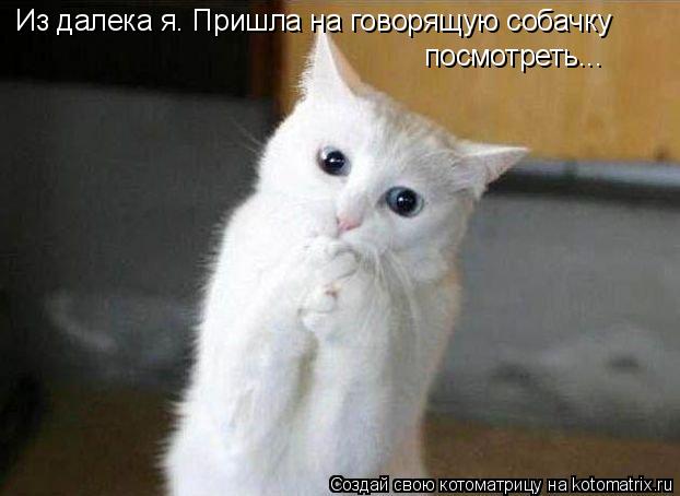 Котоматрица: Из далека я. Пришла на говорящую собачку посмотреть...