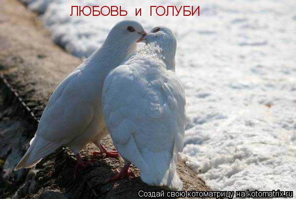 ЛЮБОВЬ и ГОЛУБИ... Котоматрица: ЛЮБОВЬ и ГОЛУБИ