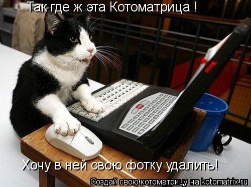 Котоматрица: Так где ж эта Котоматрица ! Хочу в ней свою фотку удалить!
