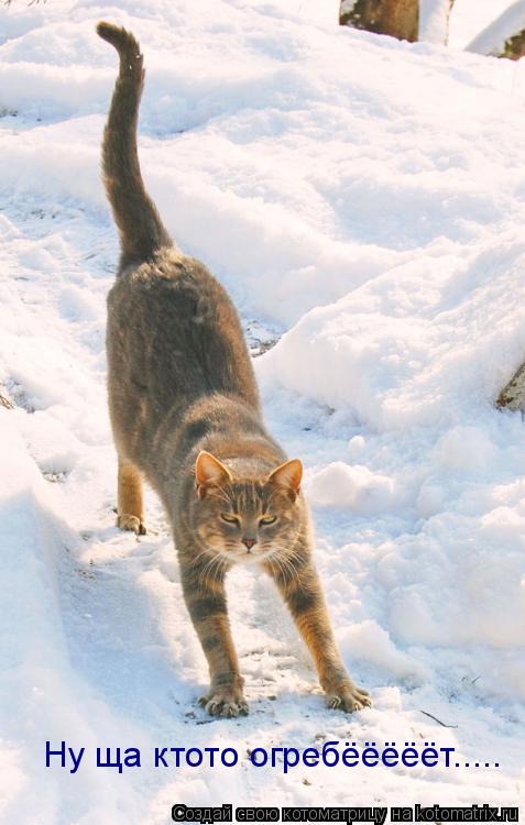 Котоматрица: Ну ща ктото огребёёёёёт.....
