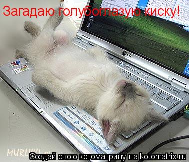 Котоматрица: Загадаю голубоглазую киску!