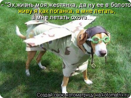 Котоматрица: - "Эх,жизнь моя жестянка, да ну ее в болото  живу я как поганка, а мне летать,  а мне летать охота...