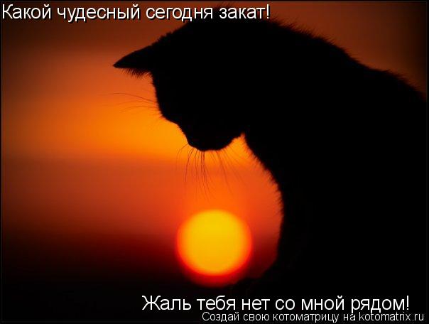 Какой чудесный сегодня закат! Жаль тебя нет со мной рядом!... Котоматрица: Какой чудесный сегодня закат! Жаль тебя нет со мной рядом!