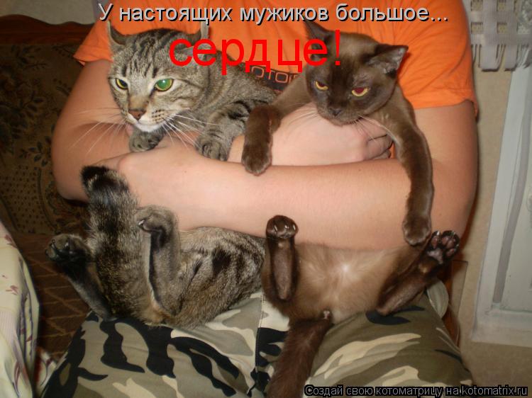У настоящих мужиков большое... сердце!... Котоматрица: У настоящих мужиков большое... сердце!