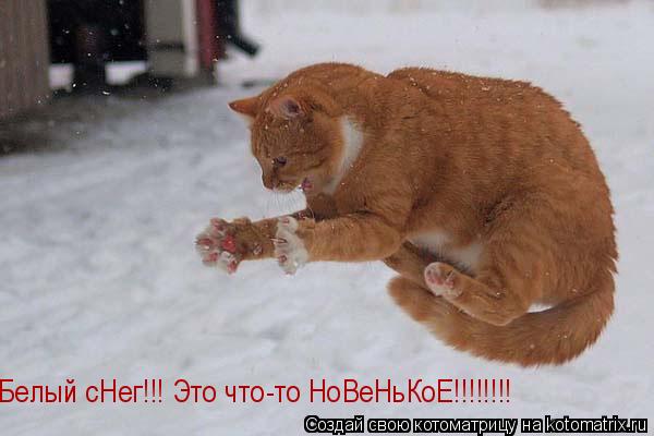 Котоматрица: Белый сНег!!! Это что-то НоВеНьКоЕ!!!!!!!!